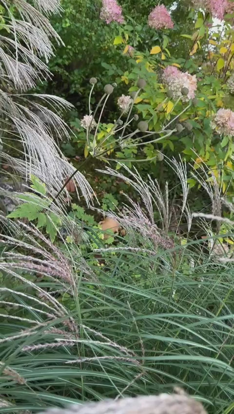 Stern Stabstecker aus Cortenstahl